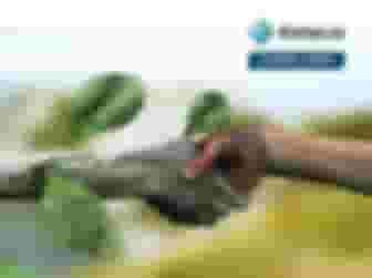 Imagem ilustrativa de Responsabilidade Ambiental