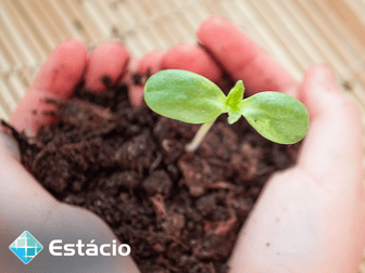 Imagem ilustrativa de Cultivo de Plantas