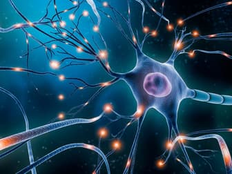 Imagem ilustrativa de Neurociência para Iniciantes