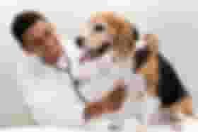 É uma imagem do post com o título Prefeitura de Triunfo RS abre vaga para médico veterinário