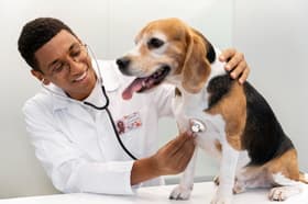 É uma imagem do post com o título Prefeitura de Triunfo RS abre vaga para médico veterinário