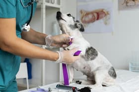 É uma imagem do post com o título Pinhal Grande RS anuncia processo seletivo para veterinário