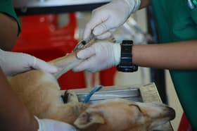 É uma imagem do post com o título Prefeitura de Vera Cruz ajusta edital para médico veterinário