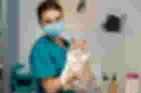 É uma imagem do post com o título Santo Ângelo RS abre seleção para médico veterinário