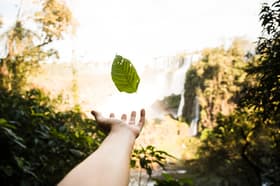 É uma imagem do post com o título Concursos Ambientais: ICMBio, Ibama e Jardim Botânico autorizados