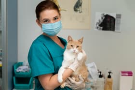 É uma imagem do post com o título Cidrus MG abre processo seletivo para médico veterinário