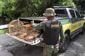 É uma imagem do post com o título Novos concursos Ibama e ICMBio serão abertos em 2023? Entenda