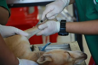 É uma imagem do post com o título Unesp abre concurso para professor assistente em veterinária