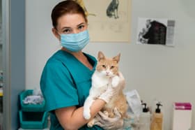 É uma imagem do post com o título CIMMESF abre seleção para médico veterinário inspetor em MT