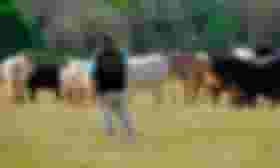 É uma imagem do post com o título CFMV e Anffa Sindical repudiam falta de conteúdos do Mapa no CNU