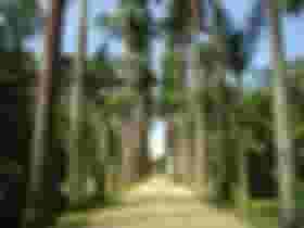 É uma imagem do post com o título Jardim Botânico RJ retifica pedido de concurso e aumenta oferta