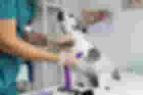 É uma imagem do post com o título UFPI abre vaga para professor substituto de medicina veterinária